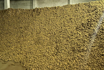 Картоптың қымбаттауына жол берілмейді - әкімдік