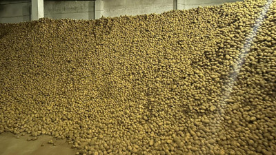 Картоптың қымбаттауына жол берілмейді - әкімдік