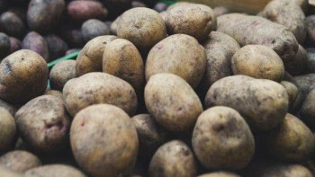 Фотография к новости: Түркістанда картоп экспортына байланысты шекара бекеттерінде бақылау күшейді