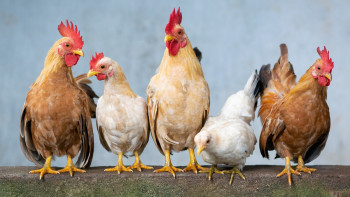 Фотография к новости: Елімізде құс етінің өндірісі 9,4% артты