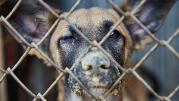 Фотография к новости: Маңғыстауда 15 жасар баланы талаған: Иттің иесіне айыппұл салынды