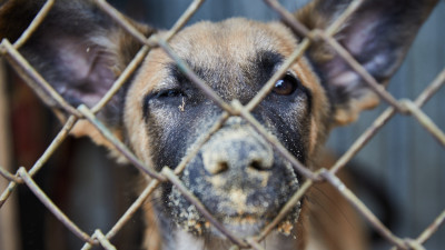 Маңғыстауда 15 жасар баланы талаған: Иттің иесіне айыппұл салынды