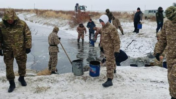 Фотография к новости: Атырау облысында 8,5 млн шабақ құтқарылды
