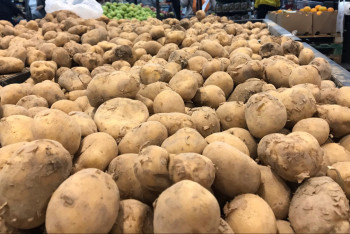 Фотография к новости: Картоп бағасына қатысты 49 заң бұзушылық анықталды