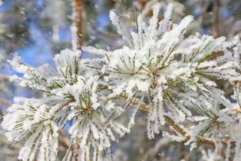 Фотография к новости: ТЖМ үсіктен сақтану ережелерін еске салды