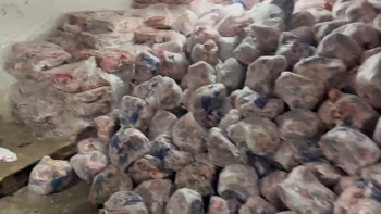 Фотография к новости: Астанада полиция тәркілеген етті жануарлар паналау орнына табыстады