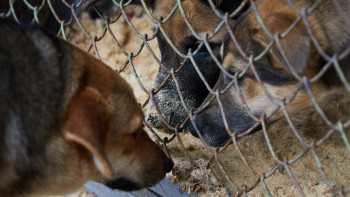 Фотография к новости: Астанада қаңғыбас иттер мен мысықтардың санын реттеу бойынша қандай жұмыс жүріп жатыр