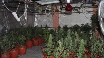 Фотография к новости: Қызылорда облысында полиция есірткі өсіретін фитозертхананың жұмысын тоқтатты