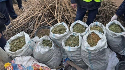 Түркістан облысының тұрғыны есірткі өсіру үшін өз үйінде фитозертхана ұйымдастырған