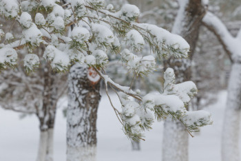 Фотография к новости: Қар, көктайғақ: Бірнеше өңірде дауылды ескерту жарияланды