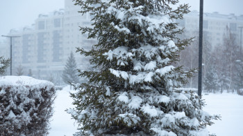 Фотография к новости: Бірнеше өңірде қар аралас жаңбыр жауады