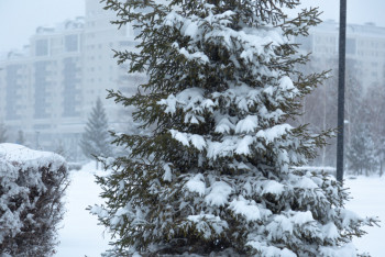 Фотография к новости: Бірнеше өңірде қар аралас жаңбыр жауады