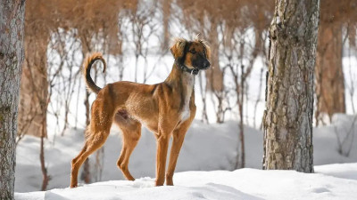 Қазақстанда тазы мен төбет күні белгіленді