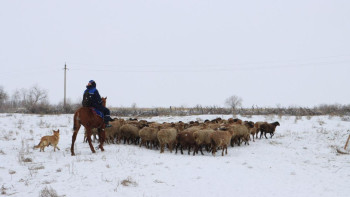 Фотография к новости: Жамбыл облысында ауыл тұрғындарына несиеге 100 бас мал берілді