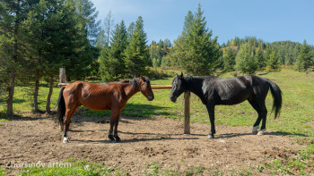 Фотография к новости: "Малым ұрланбасын" десеңіз...