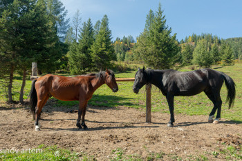 Фотография к новости: "Малым ұрланбасын" десеңіз...