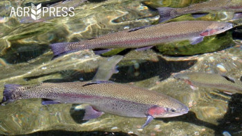 Фотография к новости: Қонаев қаласында балық өнеркәсібі кешені тапсырылды