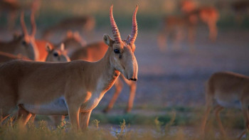 Фотография к новости: Абай облысында қанша ақбөкен бар