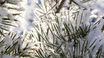 Фотография к новости: Қатты аяз: Бірнеше өңірде күн райына байланысты ескерту жарияланды