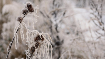 Фотография к новости: Алдағы күндері -35° дейін күн суытуы мүмкін