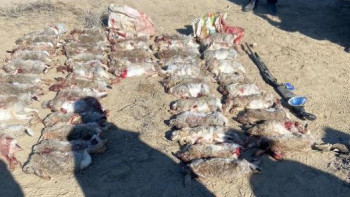 Фотография к новости: Қызылорда облысында браконьерлік фактісі анықталды