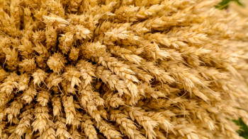 Фотография к новости: Мысыр елі қазақстандық бидайды экспорттауға қызығушылық танытып отыр