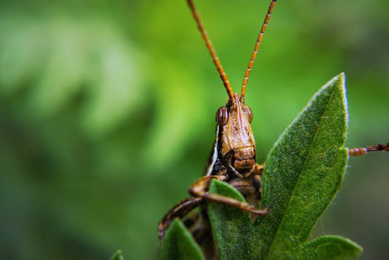 Фотография к новости: Биыл Үкімет шегірткемен күреске 7 млрд теңге бөлді