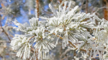 Фотография к новости: Қар, тұман, көктайғақ: Жұмаға арналған ауа райы болжамы