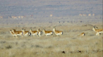 Фотография к новости: Алтын-Емел ұлттық паркіндегі жабайы аңдар саны қанша