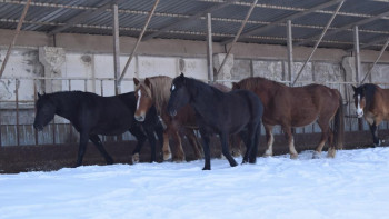 Фотография к новости: Жамбыл облысында жылқыларды чиптеу жүргізілуде