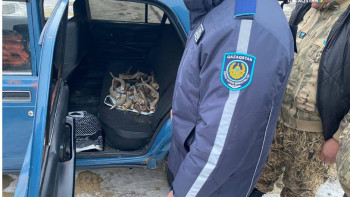 Фотография к новости: Қызылорда облысында көліктен киік мүйіздері табылды