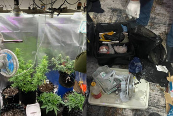 Фотография к новости: Степногорскіде фитозертхана анықталды: көрші мемлекеттің азаматы ұсталды