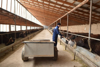 Фотография к новости: АШМ-да етті мал шаруашылығын дамыту шаралары талқыланды