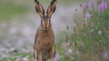 Фотография к новости: Елімізде ертеңнен бастап қоян аулауға тыйым салынады