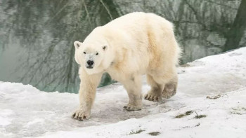 Фотография к новости: 90 жылдық тарихы бар әйгілі Алматы зообағы жаңа қалаға көшіріле ме?