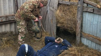 Фотография к новости: БҚО-да ер адам 300 келі шөп орамының астында қалды