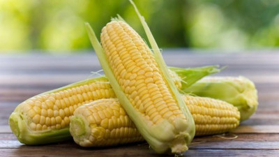 Алматы облысында жүгерінің рекордтық 270 мың тоннасы жиналды