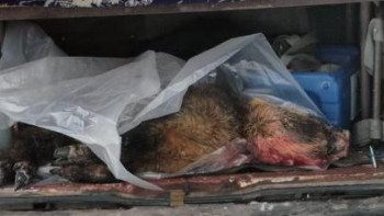 Фотография к новости: Ақмолада браконьерлік фактісі анықталды