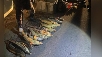 Фотография к новости: Маңғыстауда 44 келі заңсыз ауланған бекіре тәркіледі