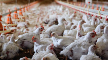 Фотография к новости: Түркістан облысында құс фабрикасы салынады