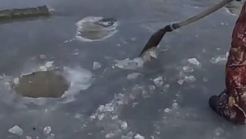 Фотография к новости: БҚО-да балық құтқару шаралары жүргізілуде