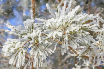 Фотография к новости: Тұман, көктайғақ: Бірнеше өңірде ескерту жарияланды