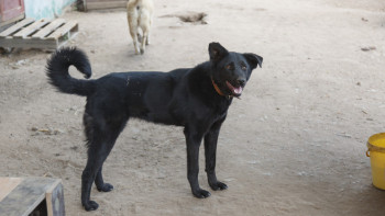 Фотография к новости: Адам өмірі қымбат па, қаңғыбас иттің "құқығы" ма? Депутат шұғыл мәселені атады