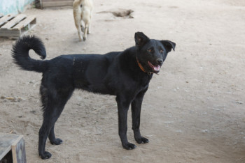 Фотография к новости: Адам өмірі қымбат па, қаңғыбас иттің "құқығы" ма? Депутат шұғыл мәселені атады