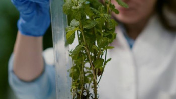 Фотография к новости: Жыл басынан бері өсімдіктер карантині бойынша 150-ден астам заң бұзушылық анықталды
