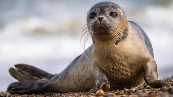 Фотография к новости: Каспий итбалығы, арал пілмайы: Елімізге сирек балықтар сатып алу жоспарланды