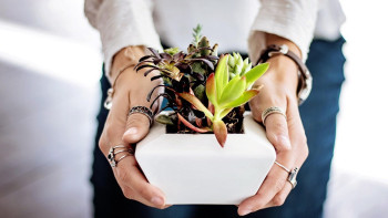 Фотография к новости: Қазақстан мен Түркия арасындағы өсімдіктерді қорғау саласы нығаяды