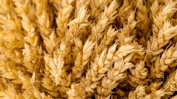 Фотография к новости: Қазақстан қайтадан Ресейден бидай сатып алатын болды