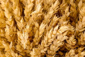 Фотография к новости: Қазақстан қайтадан Ресейден бидай сатып алатын болды