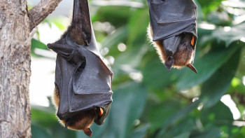 Фотография к новости: Қытайда коронавирустың жаңа түрі тарап жатыр